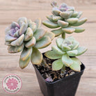 Graptopetalum paraguayense ssp. bernalense