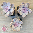 Graptopetalum pentandrum 'Superbum' (single)