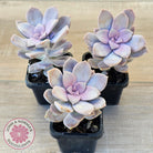 Graptopetalum pentandrum 'Superbum' (single)