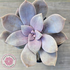 Graptopetalum pentandrum 'Superbum' (single)