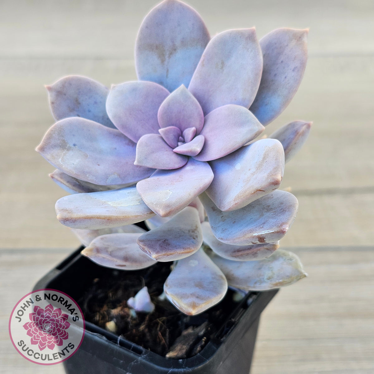 Graptopetalum pentandrum 'Superbum' (single)
