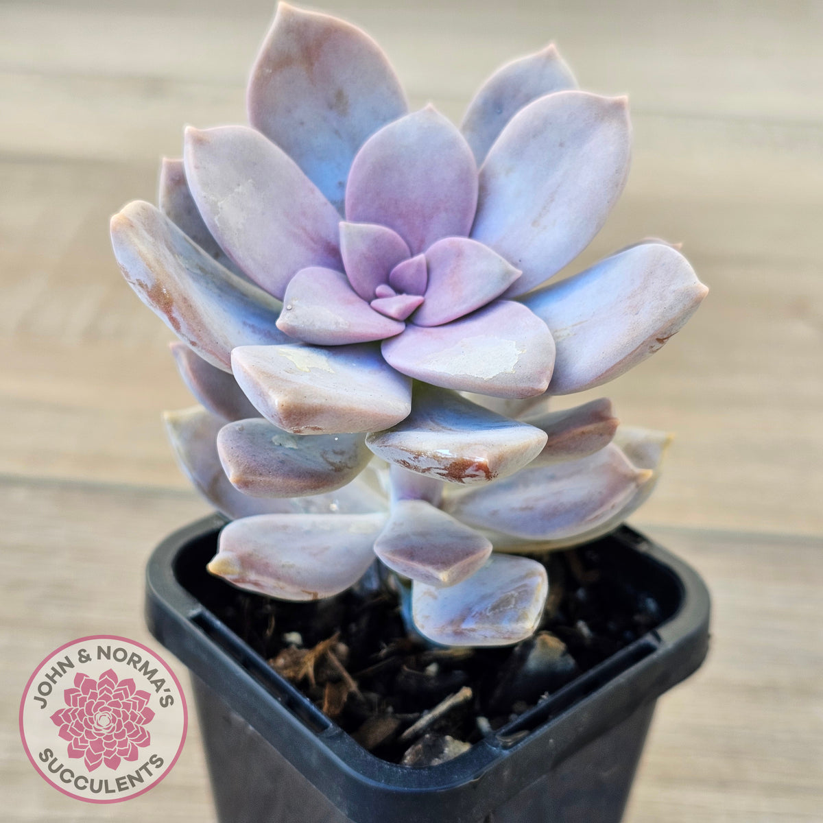 Graptopetalum pentandrum 'Superbum' (single)