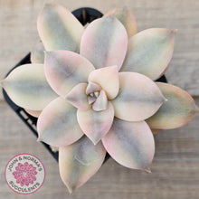 Load image into Gallery viewer, Graptopetalum pentandrum &#39;Superbum&#39; variegata (Same Plant)
