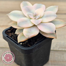 Load image into Gallery viewer, Graptopetalum pentandrum &#39;Superbum&#39; variegata (Same Plant)

