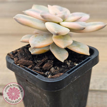 Load image into Gallery viewer, Graptopetalum pentandrum &#39;Superbum&#39; variegata (Same Plant)
