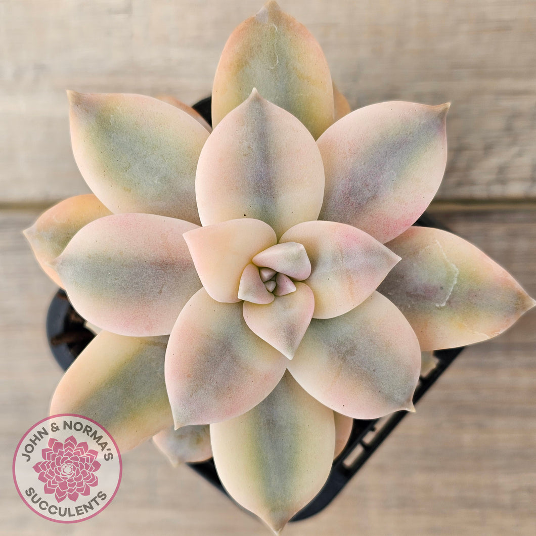 Graptopetalum pentandrum 'Superbum' variegata (Same Plant)