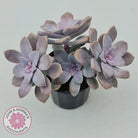 Graptopetalum pentandrum 'Superbum' (single)