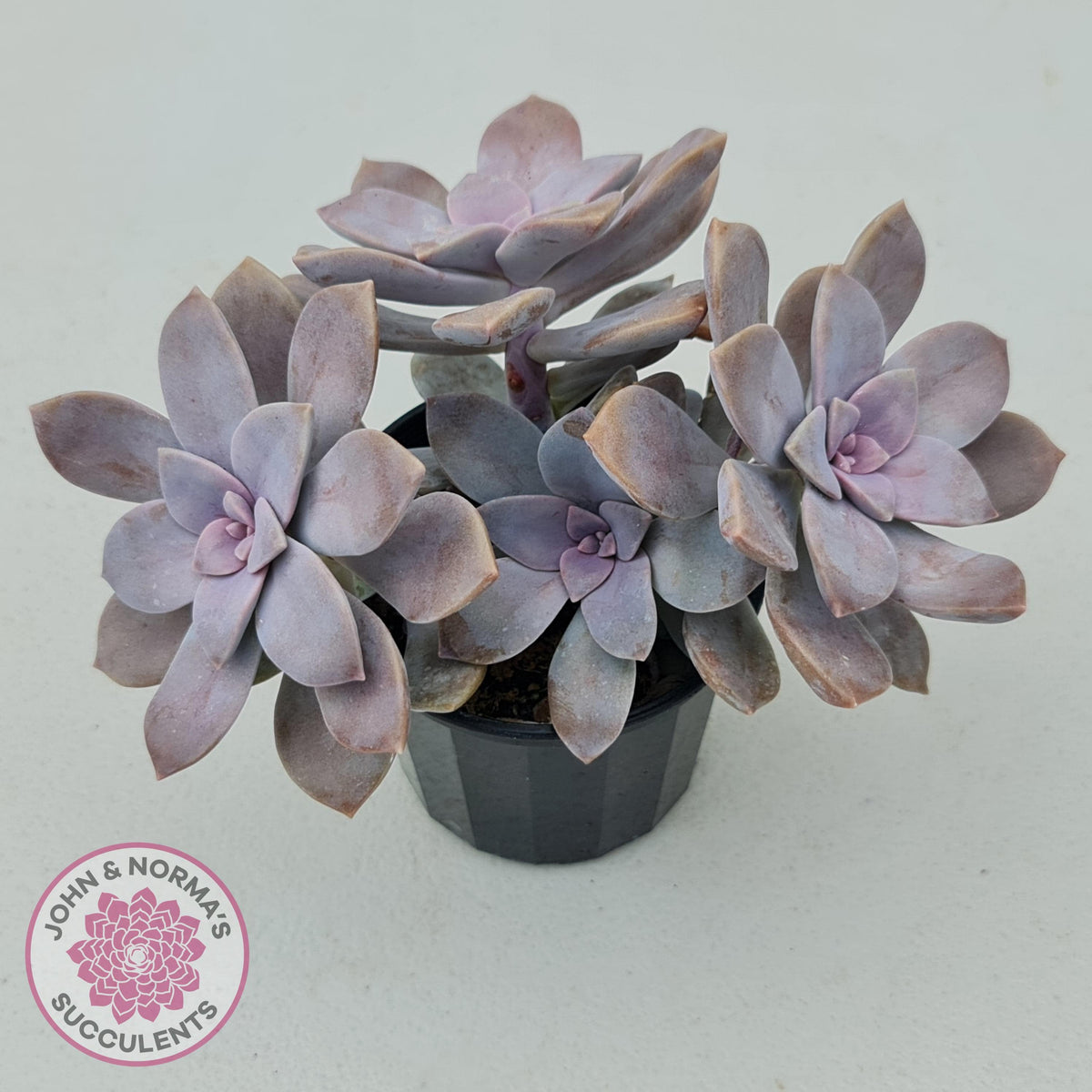 Graptopetalum pentandrum 'Superbum' (single)