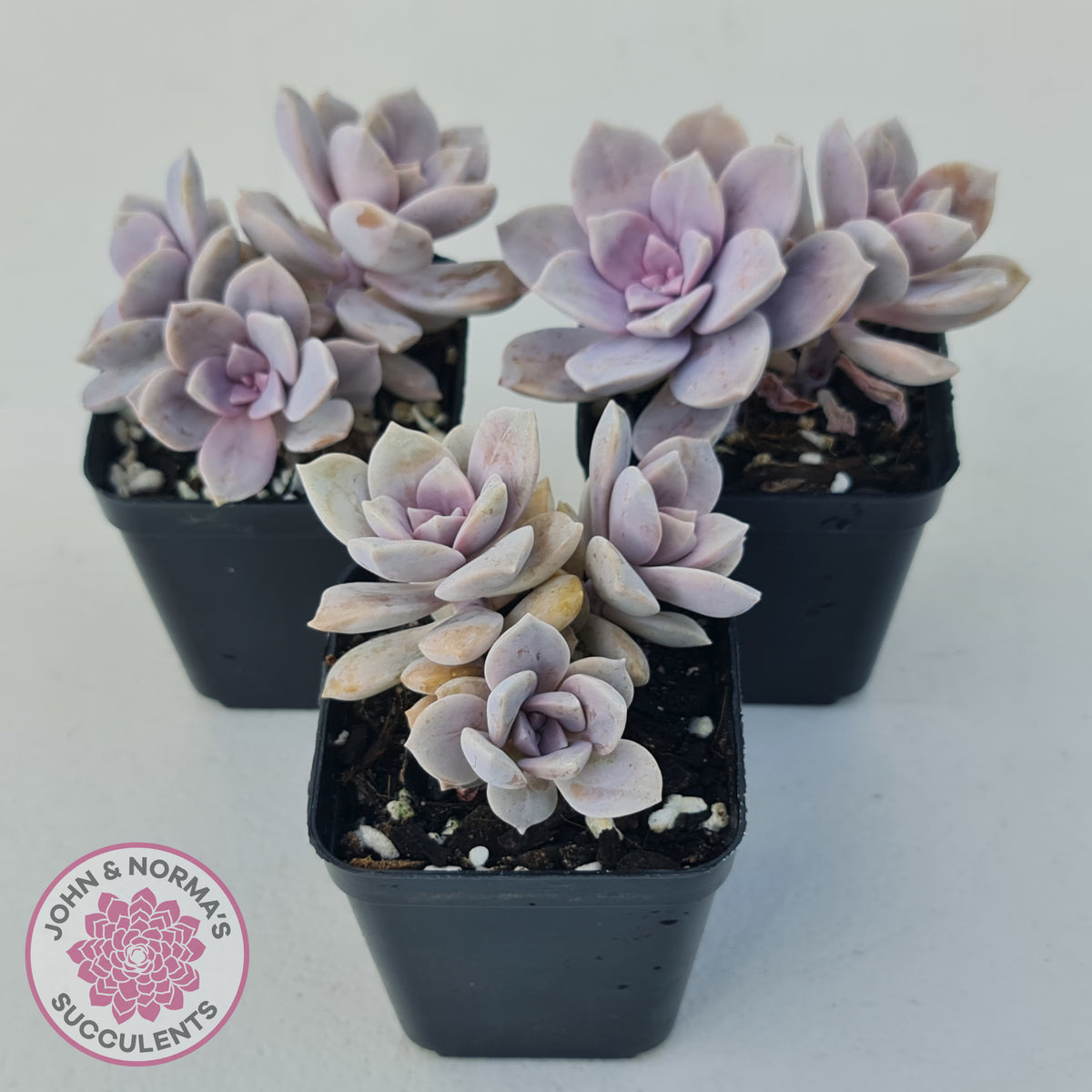 Graptopetalum pentandrum 'Superbum' (single)