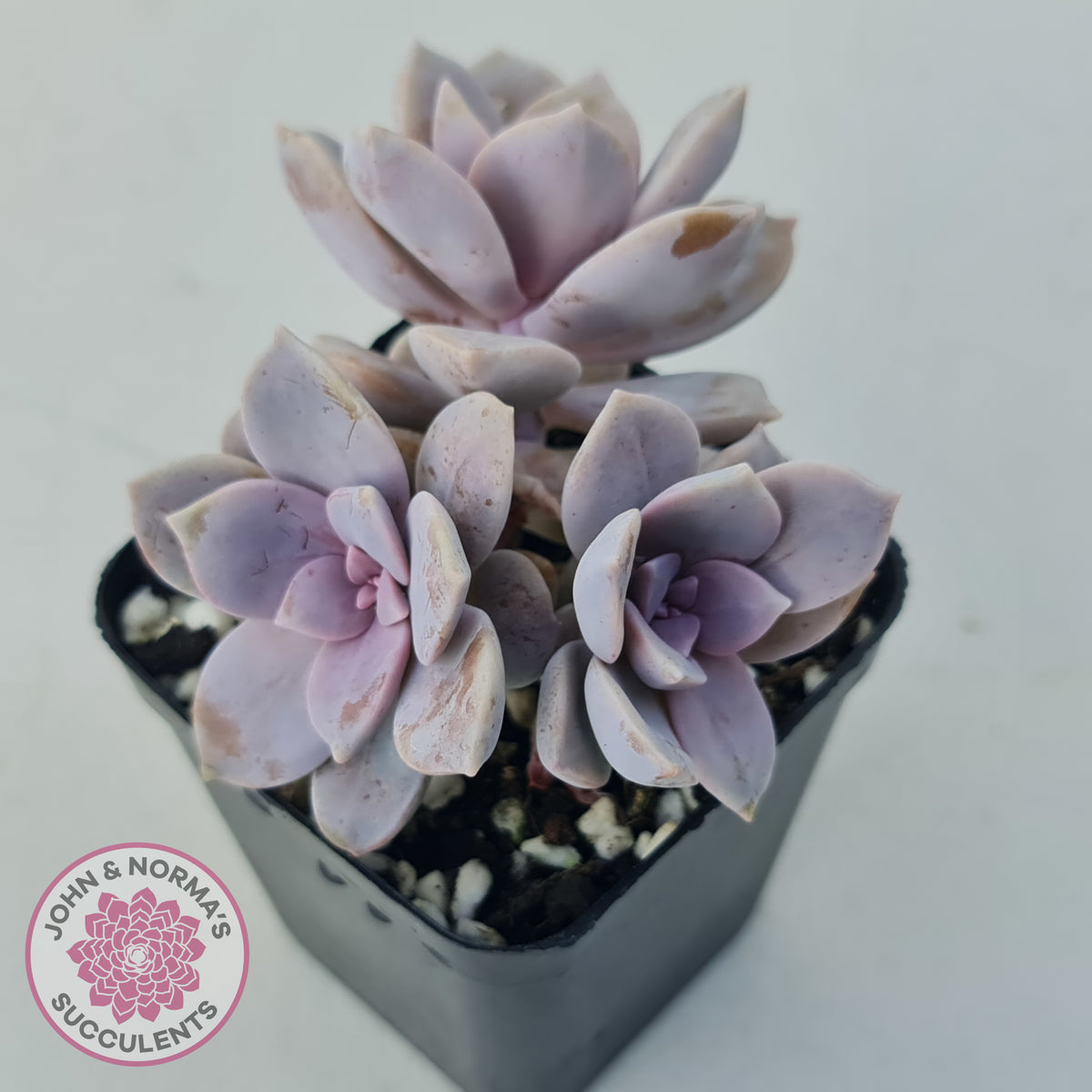 Graptopetalum pentandrum 'Superbum' (single)