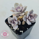 Graptopetalum pentandrum 'Superbum' (single)