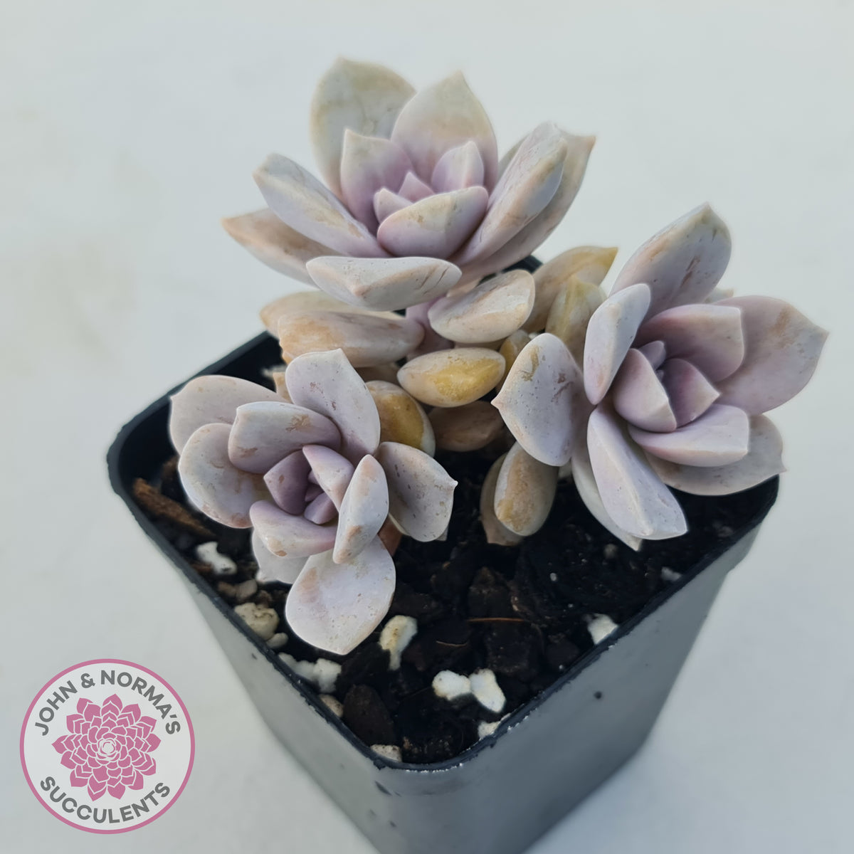 Graptopetalum pentandrum 'Superbum' (single)