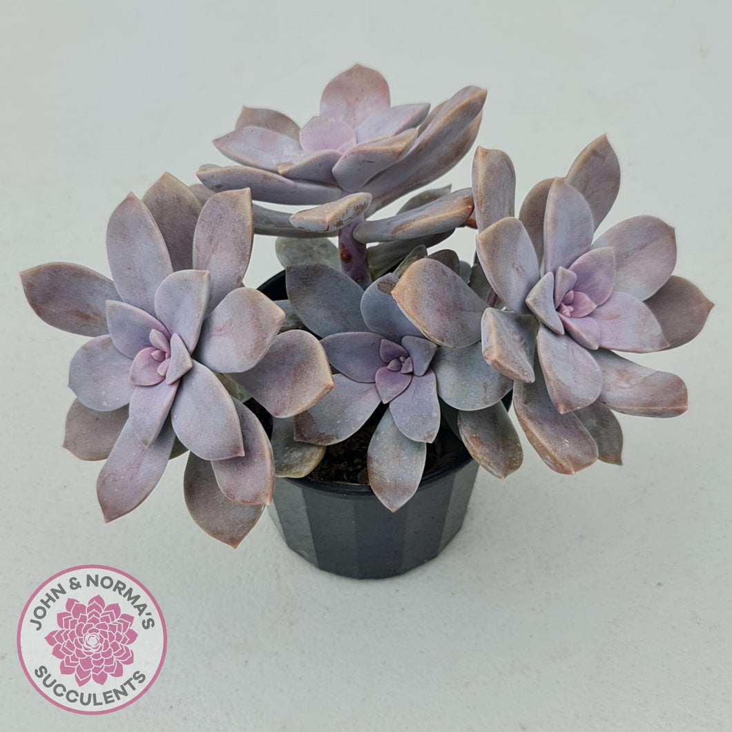 super bum succulent Buy Graptopetalum pentandrum 'Superbum' (single) Australia