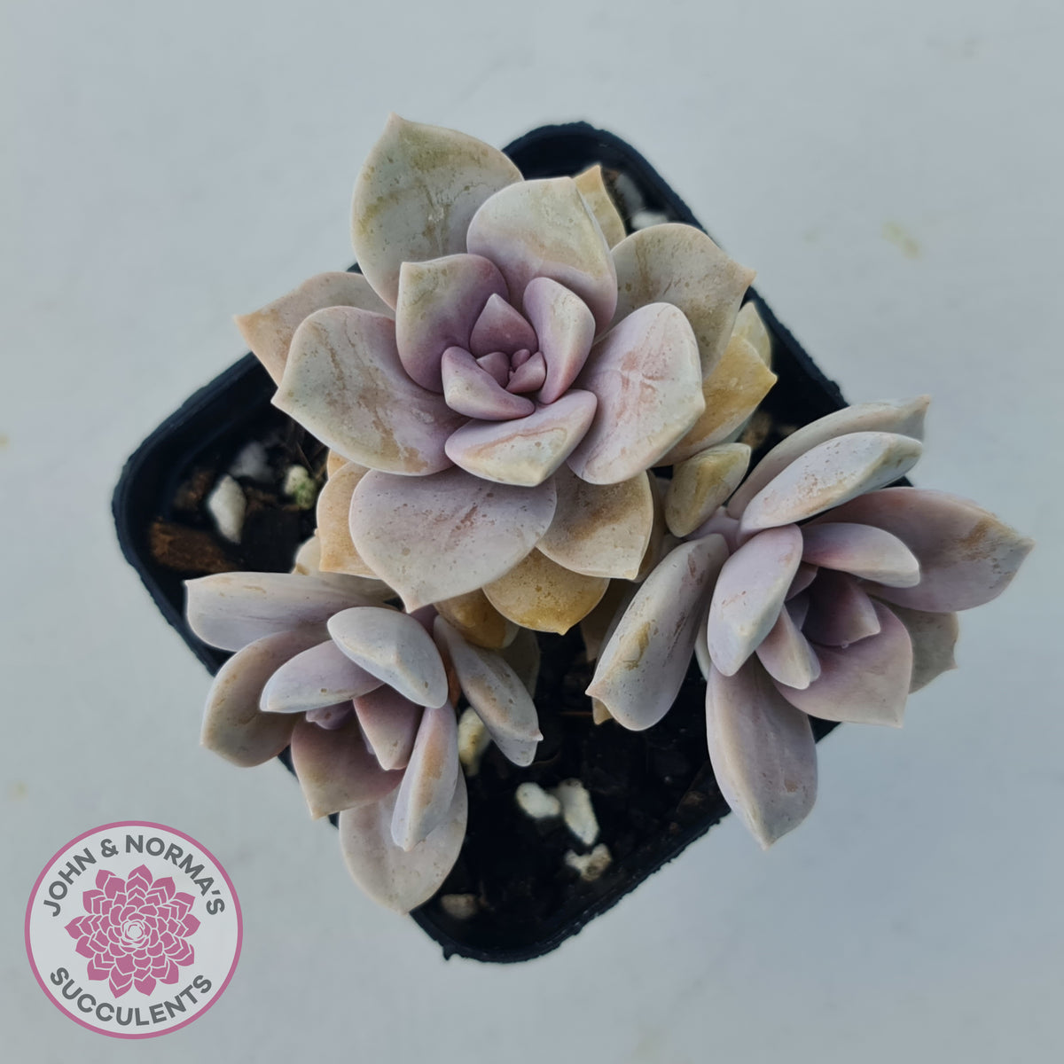 Graptopetalum pentandrum 'Superbum' (single)