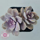 Graptopetalum pentandrum 'Superbum' (single)