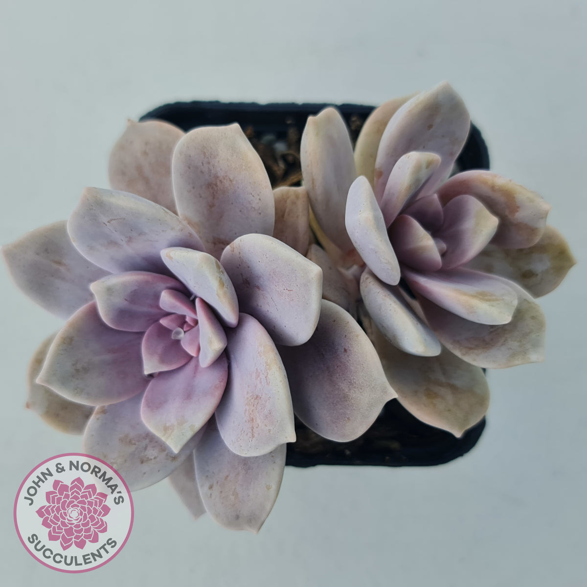 Graptopetalum pentandrum 'Superbum' (single)