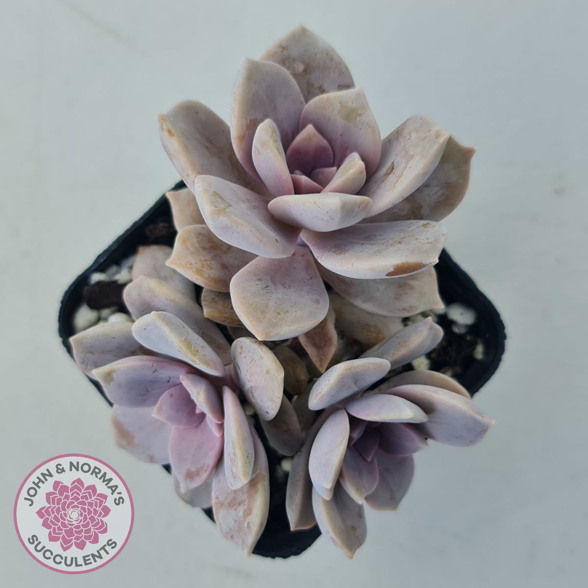 Graptopetalum pentandrum 'Superbum' (single)