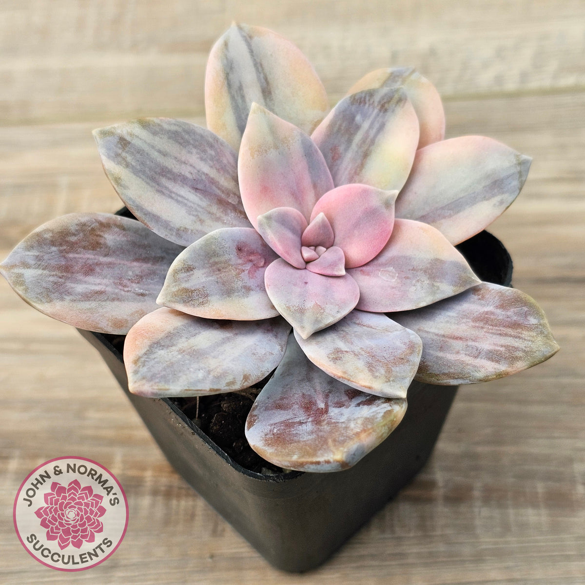 Graptopetalum pentandrum 'Superbum' variegata (Same Plants)