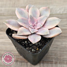 Graptopetalum pentandrum 'Superbum' variegata (Same Plants)