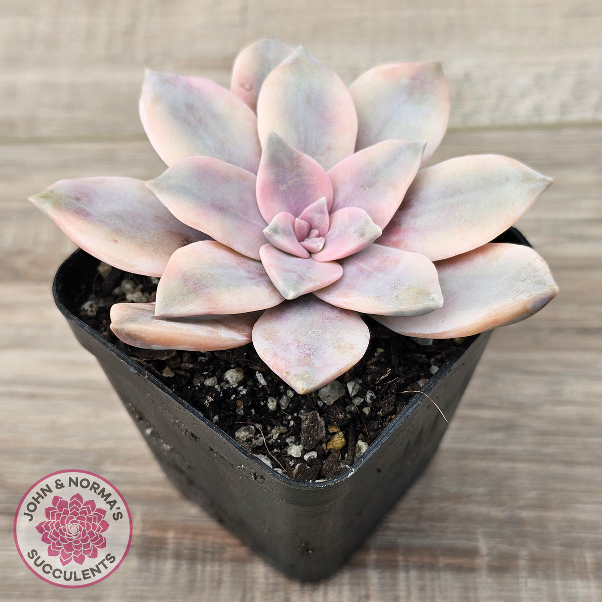 Graptopetalum pentandrum 'Superbum' variegata (Same Plants)
