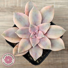 Graptopetalum pentandrum 'Superbum' variegata (Same Plants)