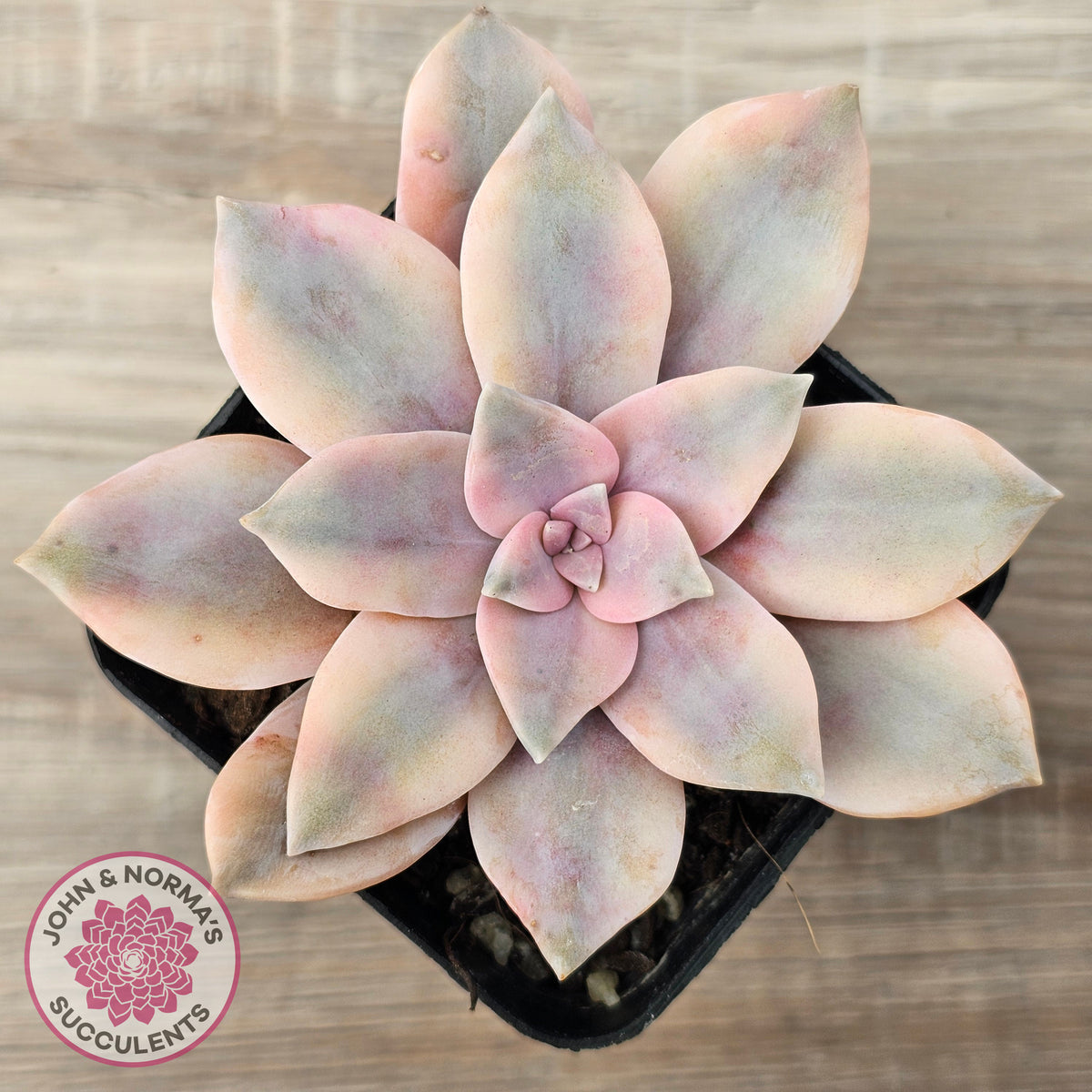 Graptopetalum pentandrum 'Superbum' variegata (Same Plants)