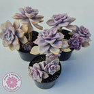 Graptopetalum 'Purple Delight' - 90mm Large