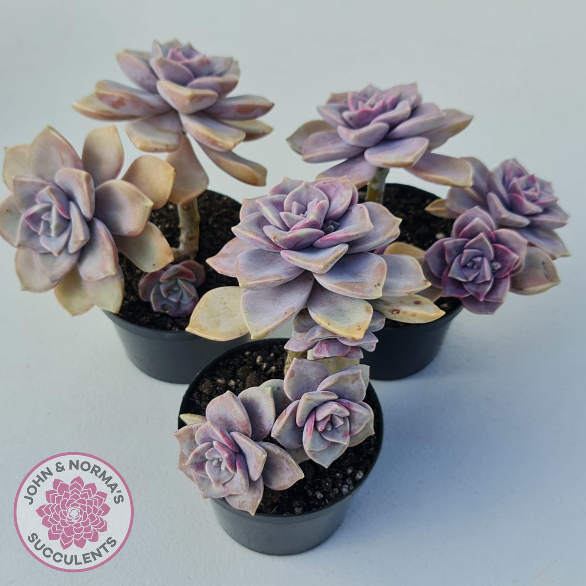 Graptopetalum 'Purple Delight' - 90mm Large