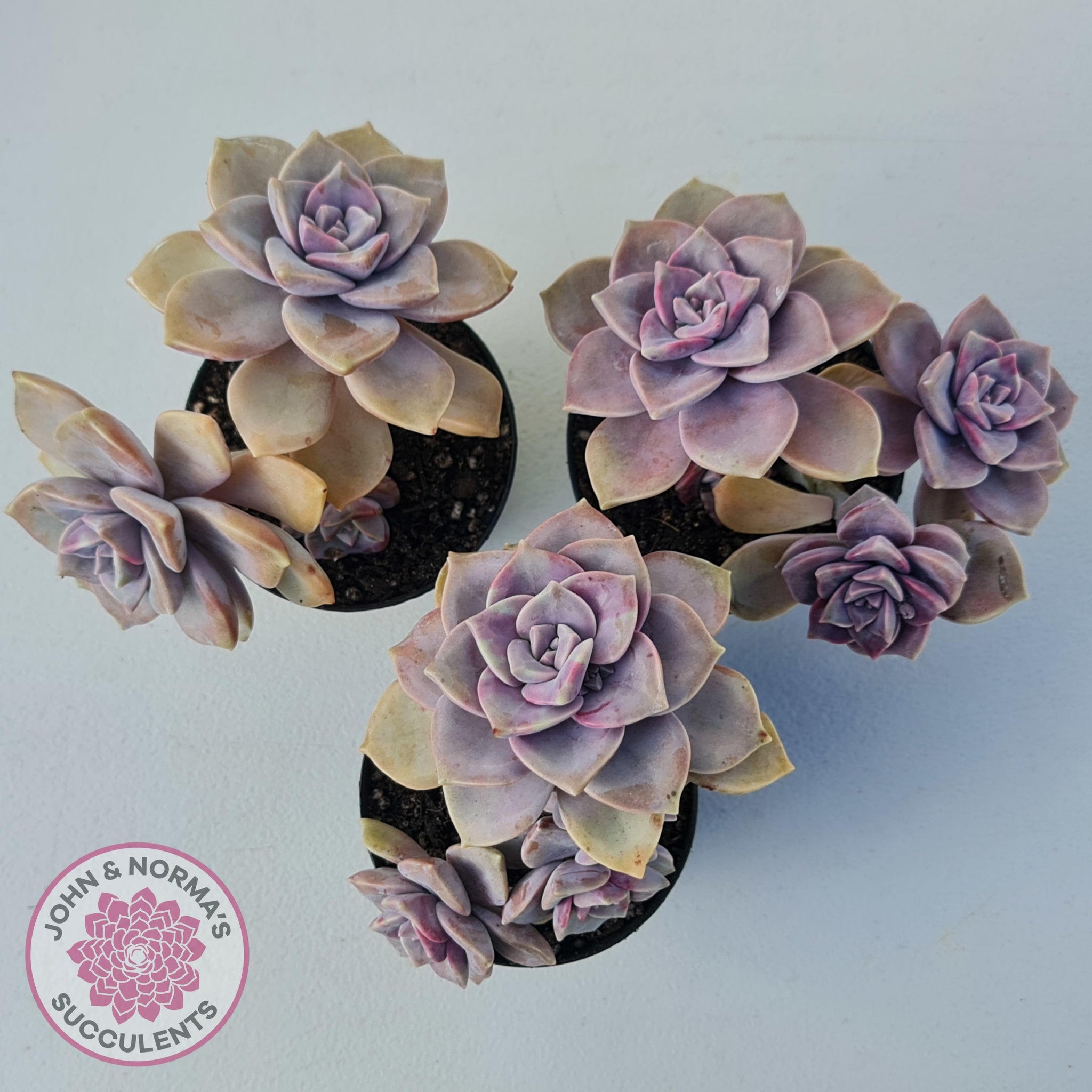 purple delight succulent care Buy Graptopetalum 'Purple Delight' - 90mm Large Australia