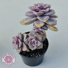 Graptopetalum 'Purple Delight' - 90mm Large