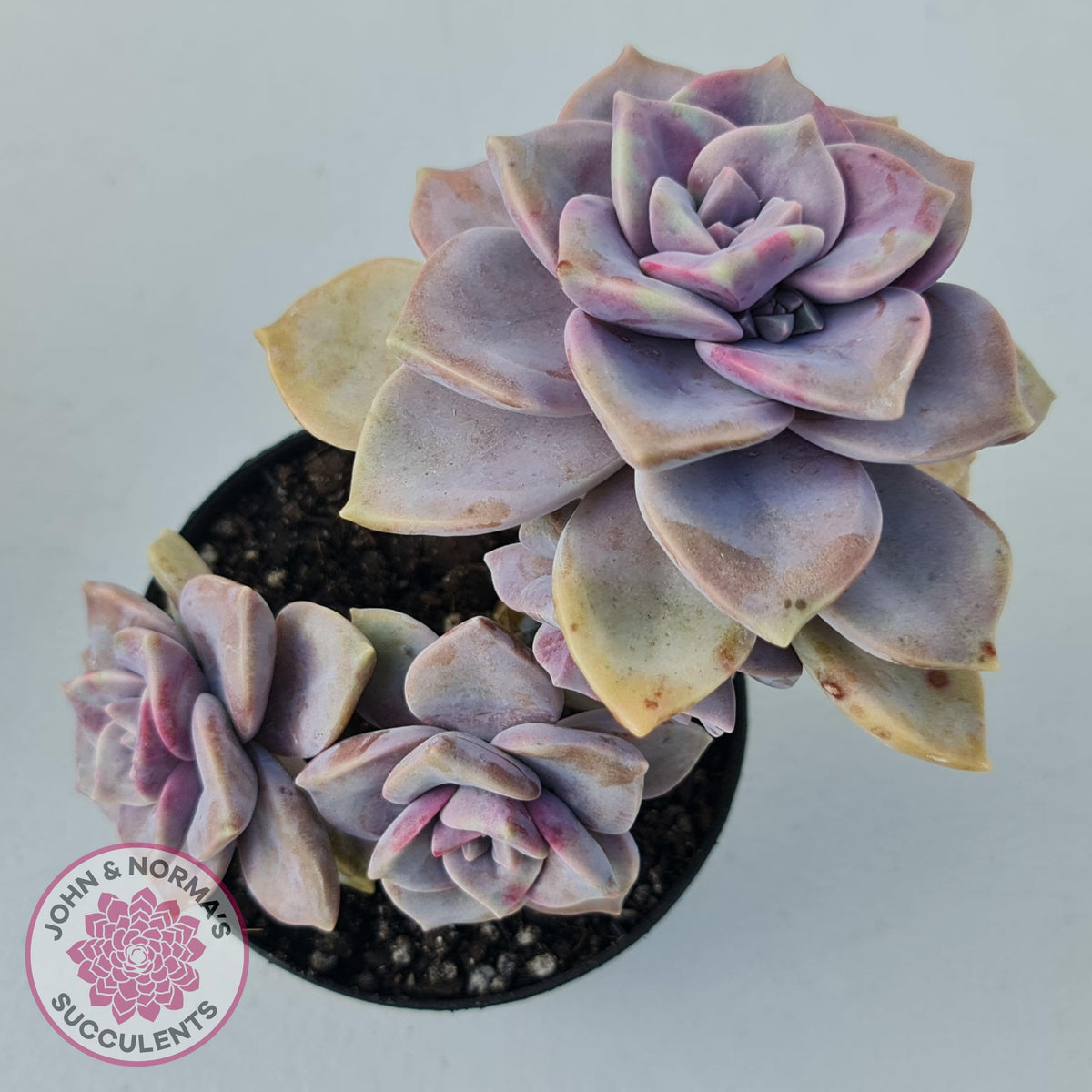 Graptopetalum 'Purple Delight' - 90mm Large