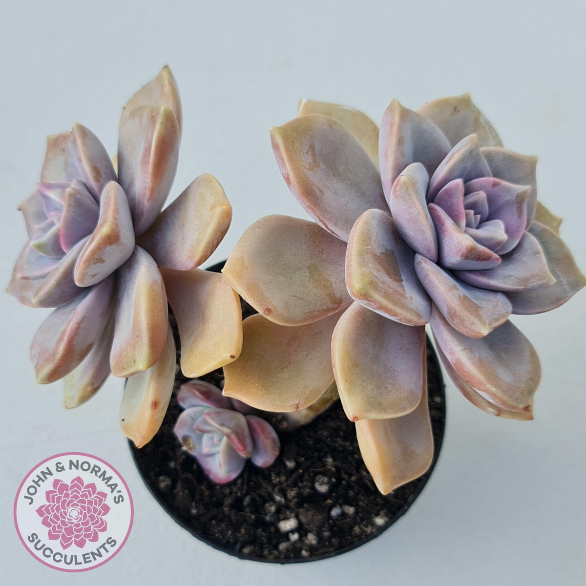 Graptopetalum 'Purple Delight' - 90mm Large