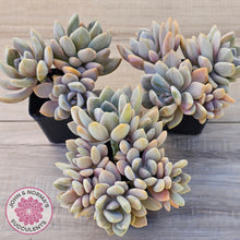 Load image into Gallery viewer, Graptophytum Supreme Variegated (multi)
