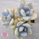 Graptophytum Supreme Variegated (multi)
