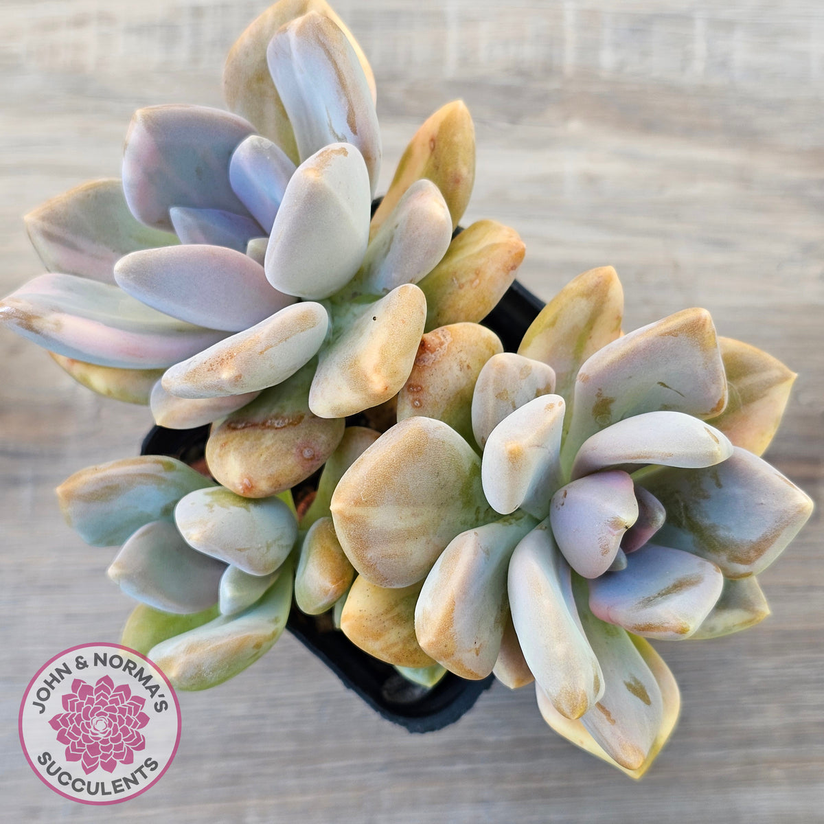 Graptophytum Supreme Variegated (multi)