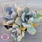 Graptophytum Supreme Variegated (multi)