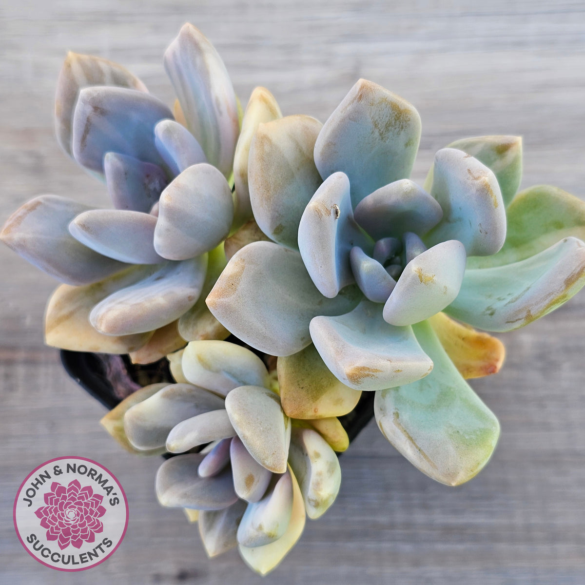 Graptophytum Supreme Variegated (multi)