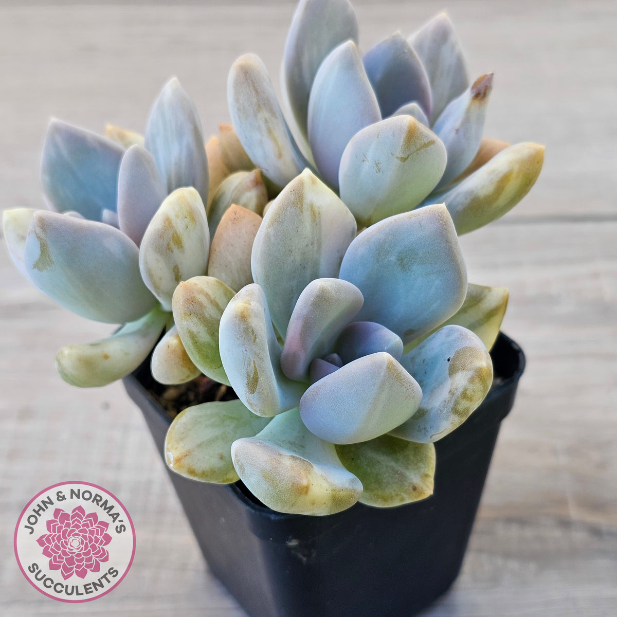 Graptophytum Supreme Variegated (multi)