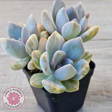 Load image into Gallery viewer, Graptophytum Supreme Variegated (multi)
