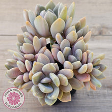 Load image into Gallery viewer, Graptophytum Supreme Variegated (multi)
