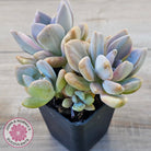 Graptophytum Supreme Variegated (multi)