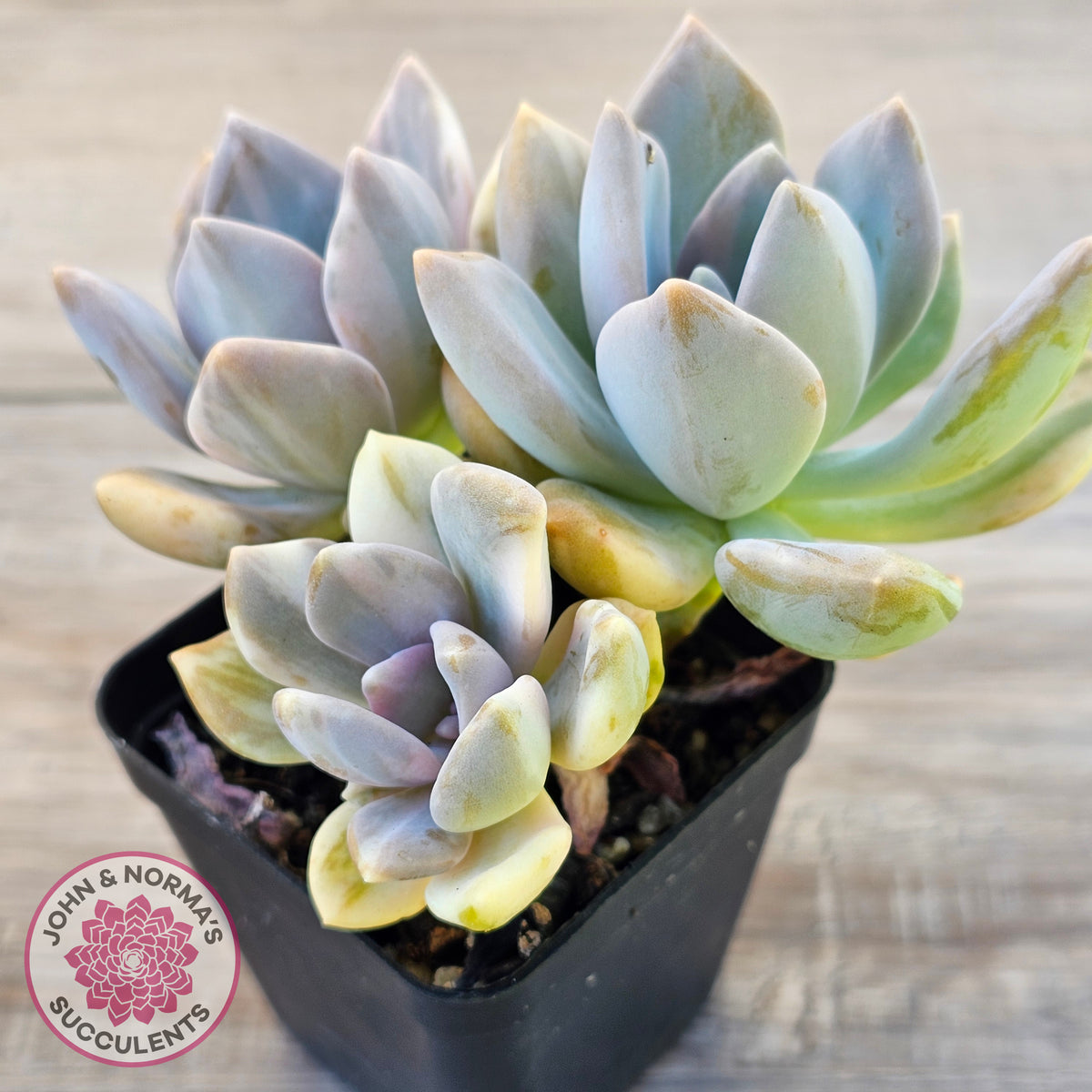 Graptophytum Supreme Variegated (multi)