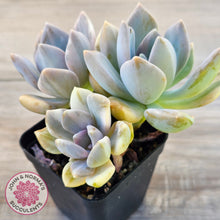 Load image into Gallery viewer, Graptophytum Supreme Variegated (multi)
