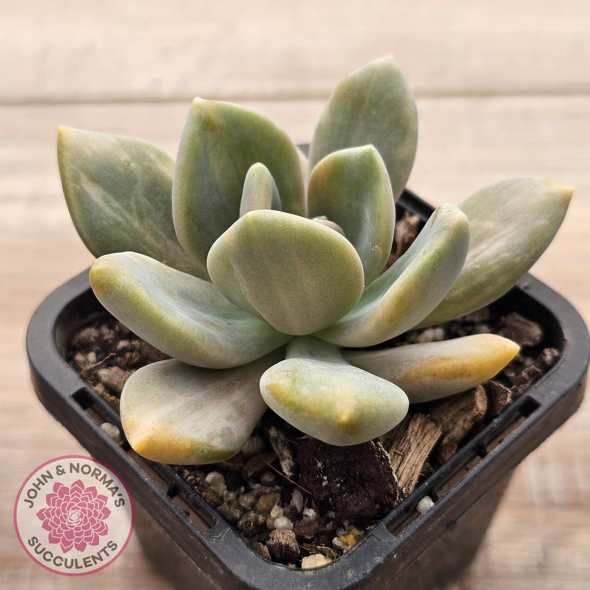 Graptophytum Supreme Variegated (multi)