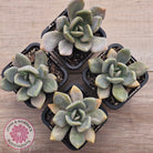 Graptophytum Supreme Variegated (multi)