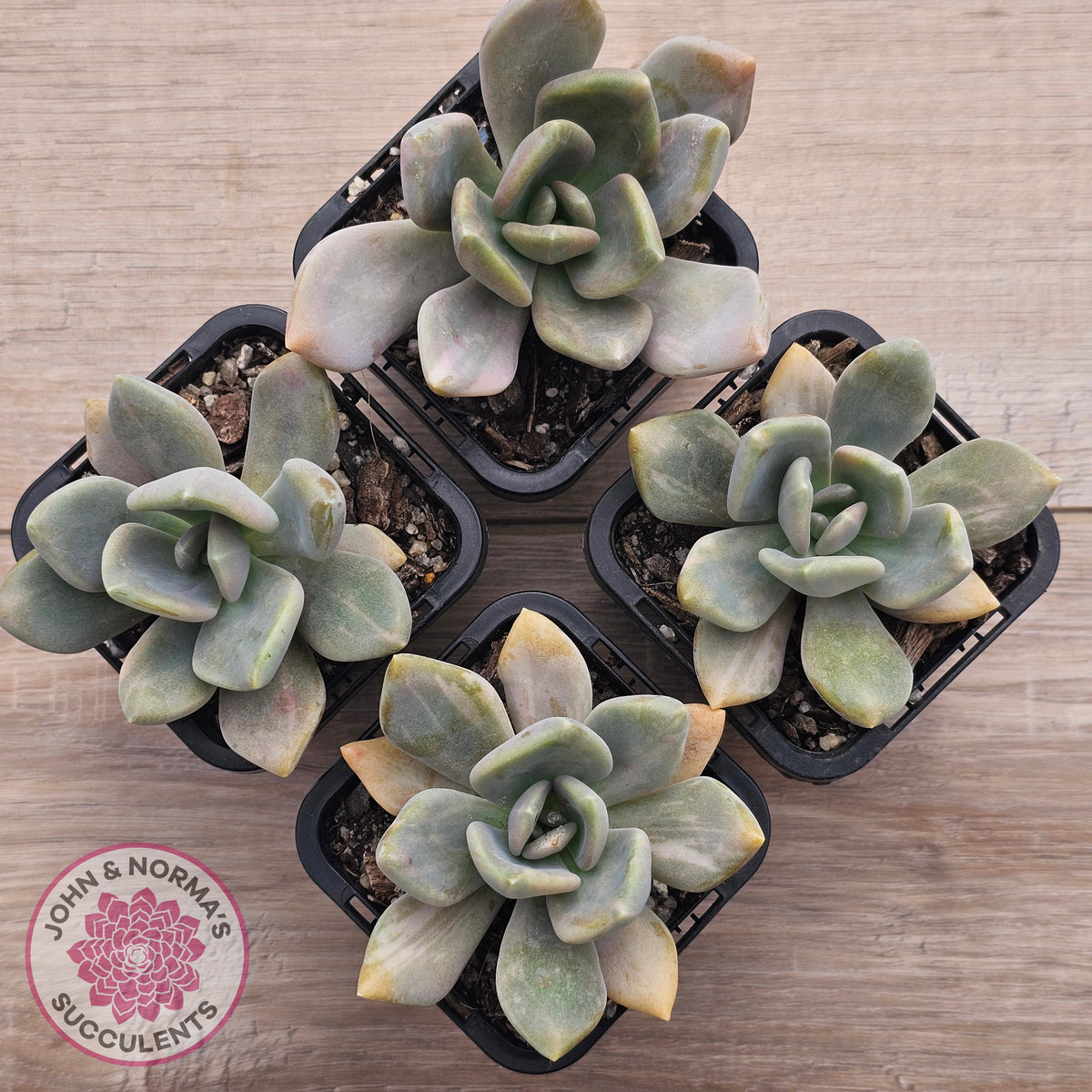 Graptophytum Supreme Variegated (multi)