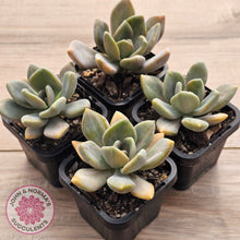 Load image into Gallery viewer, Graptophytum Supreme Variegated

