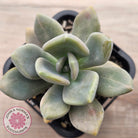 Graptophytum Supreme Variegated (multi)