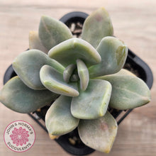 Load image into Gallery viewer, Graptophytum Supreme Variegated
