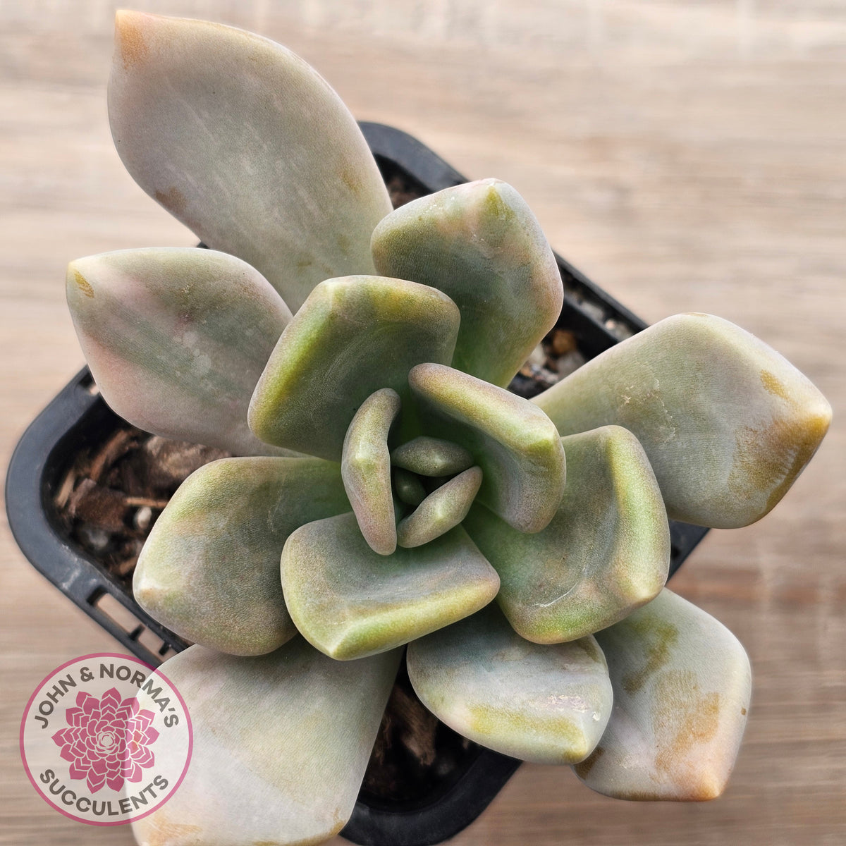 Graptophytum Supreme Variegated (multi)